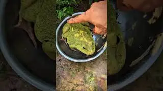 frog funny video short boing boing catching | funny frog live shorts | last big frog so funny hahaha