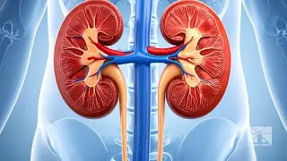 Breakthrough kidney transplant trial could end need for harsh immunosuppressive drugs