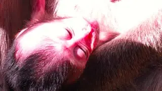 Baby Monkey Newborn Sleep Well / Cute Baby Monkey Animal