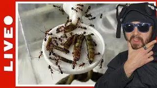 Nourrissage de quasi toutes mes fourmis ! [Rediff LIVE 11/04/2024]