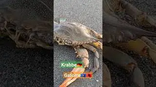 Krabbe🇩🇪🦂/Gaforre 🇽🇰🇦🇱🦂7 korrik 2023