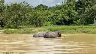 Elephants in the Forest 🐘 | Majestic Giants Living Free in Cambodia&rsquo;s Nature Sanctuary