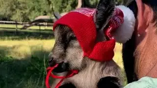 These Little Dwarf Goats Are Offering Therapy At Fallen Oak Farms | The Koala