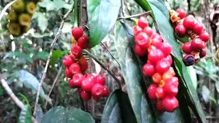 What's in the rainforest? Take a tour with a forest ranger
