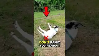 Why Do Goats Faint?! 🐐 #shorts #animalfacts #goatface
