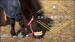 ［4k映像］冬の風景とポニーのあんずちゃん