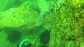 coal loader dive