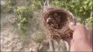 The bird's nest fell due to the cutting of the tree.
