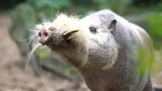 Bornean bearded pig,Zoo Berlin,Zoo Videos,Borneo Bartschwein,