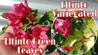 ELTINTO GREEN LEAVES AND VARIEGATED BOUGAINVILLEA