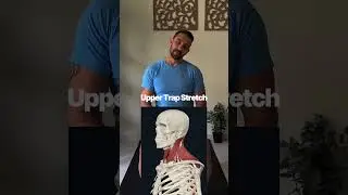 Upper Trap Stretch