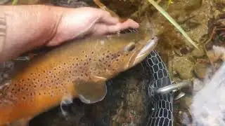 Ma plus belle Truite 2025 - Romain Quil&egrave;s guide de p&ecirc;che