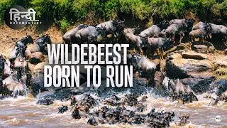 Wildebeest's Journey - हिन्दी डॉक्यूमेंट्री | Wildlife documentary in Hindi