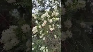 Melaleuca Linariifolia