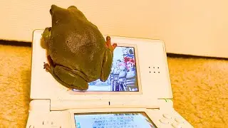How To Take A Frog Off a Nintendo DS Lite