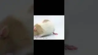 Rats Are Social Creatures #shorts #rats #ratlover