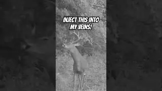 Huge Wisconsin Buck Making a Fresh Scrape