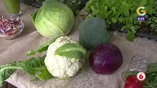 La importancia del consumo de vegetales
