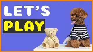 ТОП-10 лучших игрушек для пуделей!
