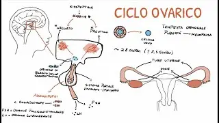 Ciclo ovarico, ormoni e regolazione