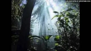 Nighttime Jungle
