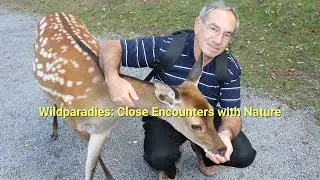 Удивительные животные в парке дикой природы Wildparadies Tripsdrill, Клебронн, Германия #зоопарк