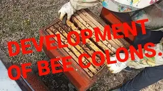 Beekeeping in UKRAINE. GOOD development of BEE Families has gone.