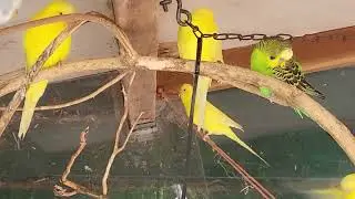 PARROTS ~ Ornithotherapy - Treatment with Birdsong 🦜