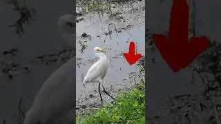 beautiful heron walking in paddy field for catching worms #fishing #bird #nature