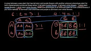 How to find unknown phenotype and genotype