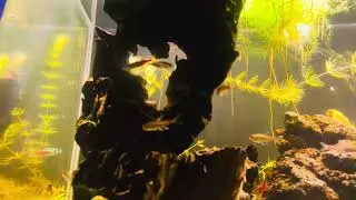 SELF SUSTAINABLE FISH TANK - DAY 94
