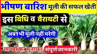 भीषण बारिश में मूली की खेती कैसे करें  | Barsat me मूली | बरसाती mooli ki संपूर्ण जानकारी #mooli