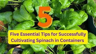 5 Tips on Growing Spinach In Containers