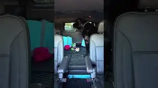 #gaugemania #canecorso #dogs #puppy #lifeisbutadream #security #protect #stuffedanimals #car #smile