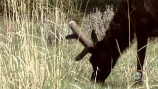 Wyoming Migration Initiative