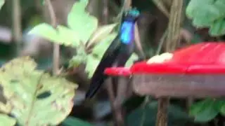 Napo Sabrewing at the feeders in Wildsumaco