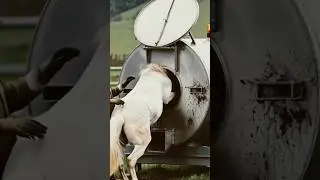 Ultra-Realistic White Horse Farm Processing &ndash;