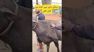 The Great Cow Escape: Indian Cow came in Flood Tale to Pakistan