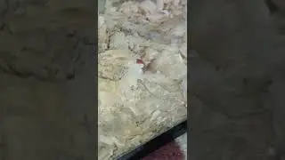 HAMSTERLAR DA CİNSİYET AYRIMI NASIL YAPILIR? #HAMSTER #KEMİRGEN #hamstercinsiyetayrımı