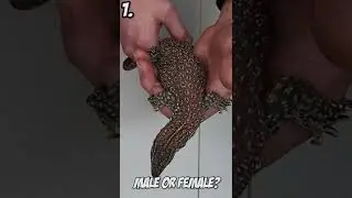 VIEWER GUESSING GAME! Male Or Female Ackie Monitor? #shorts