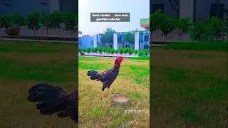 Natural Vibes 🌿🐓 | Beautiful Farm Scene 🌳 #aseel #shorts #cheema_aseel