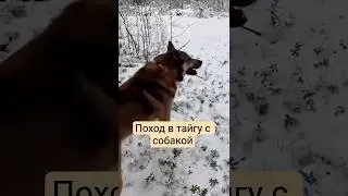 Что скрывает изба в лесу. Поход к избушке в глуши. Поход в тайгу с собакой. Избушка на краю света.