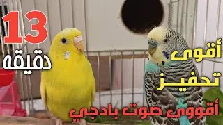 اقوى أصوات طيور البادجي طيور الزينة أصوات تحفيز الطيور 