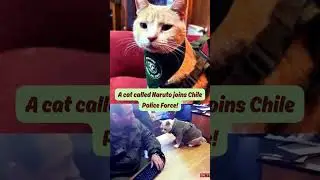 #naruto #cat joins police force in Chile #cute #trending #viral #fypシ