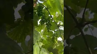 Ripe Grapes #vlog #grape #rompemau #nature #trending #shortsvideo #shorts #short