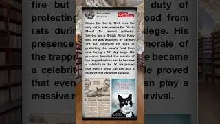 Unbelievable Stories! - The Cat Who Went to War