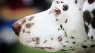 Grounds & Hounds: Meet Molly the Dalmatian