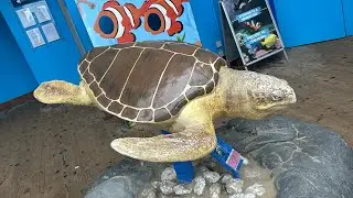 Blue reef aquarium and what else i got up to!. 🐟 🐠 🐢 🪼 🦀 💜 💚