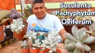 Pachyphytum oviferum |Suculenta piedra de luna |Suculentas gorditas |Cuidados |Suculentas lindas