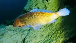 Devils Den Dive